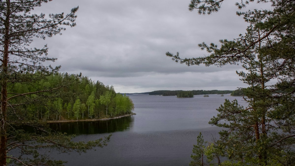 green-leafed trees near body of water